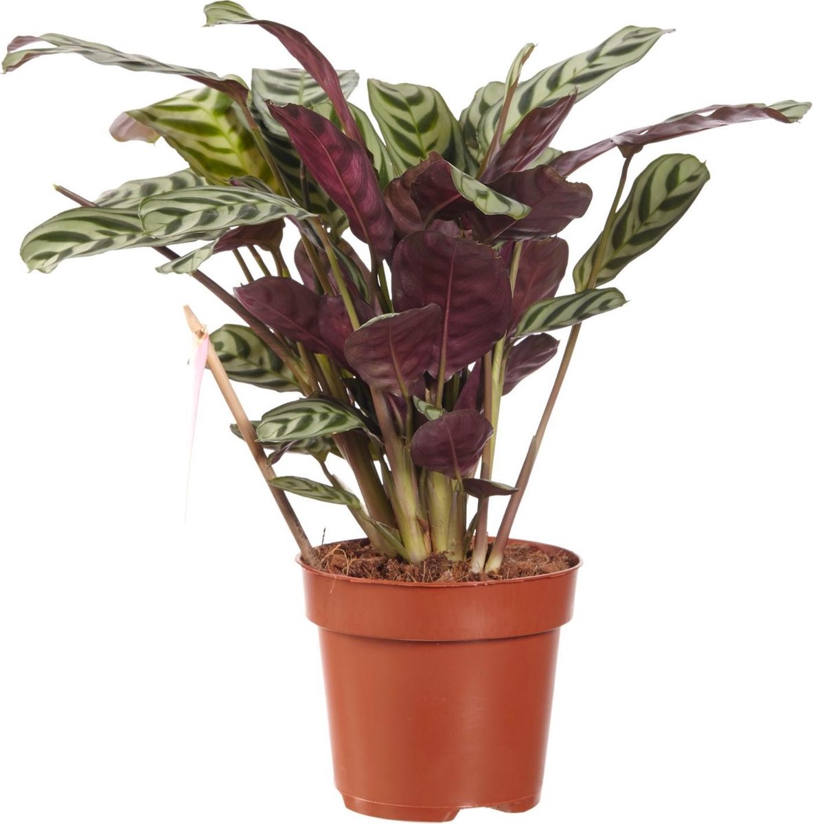 Plante d'intérieur de Botanicly – Maranta – Hauteur: 130 cm – Calathea  oppenheimiana : : Jardin