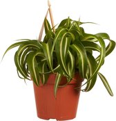 Kamerplant van Botanicly – Graslelie – Hoogte: 20 cm – Chlorophytum comosum Bonnie