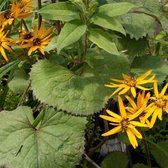 6 x Ligularia Dentata 'Othello' - Grijsaard Pot 9x9 cm - Grote Bronskleurige Bladeren