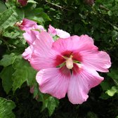 Hibiscus syriacus 'Woodbridge' - Altheastruik - 40-60 cm in pot: Struik met grote roze bloemen met een rood centrum.