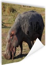 Grazende nijlpaard Poster 150x75 cm - Foto print op Poster (wanddecoratie woonkamer / slaapkamer) / Wilde dieren Poster