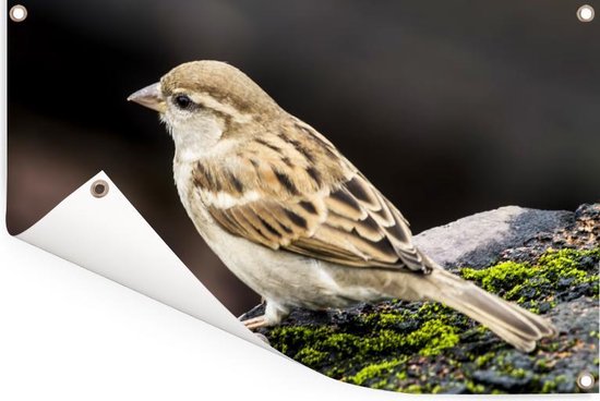 Affiche de jardin Moineau de roche au repos 60x40 cm - petit - Toile de jardin / Toile d'extérieur / Peintures pour l'extérieur (décoration de jardin)