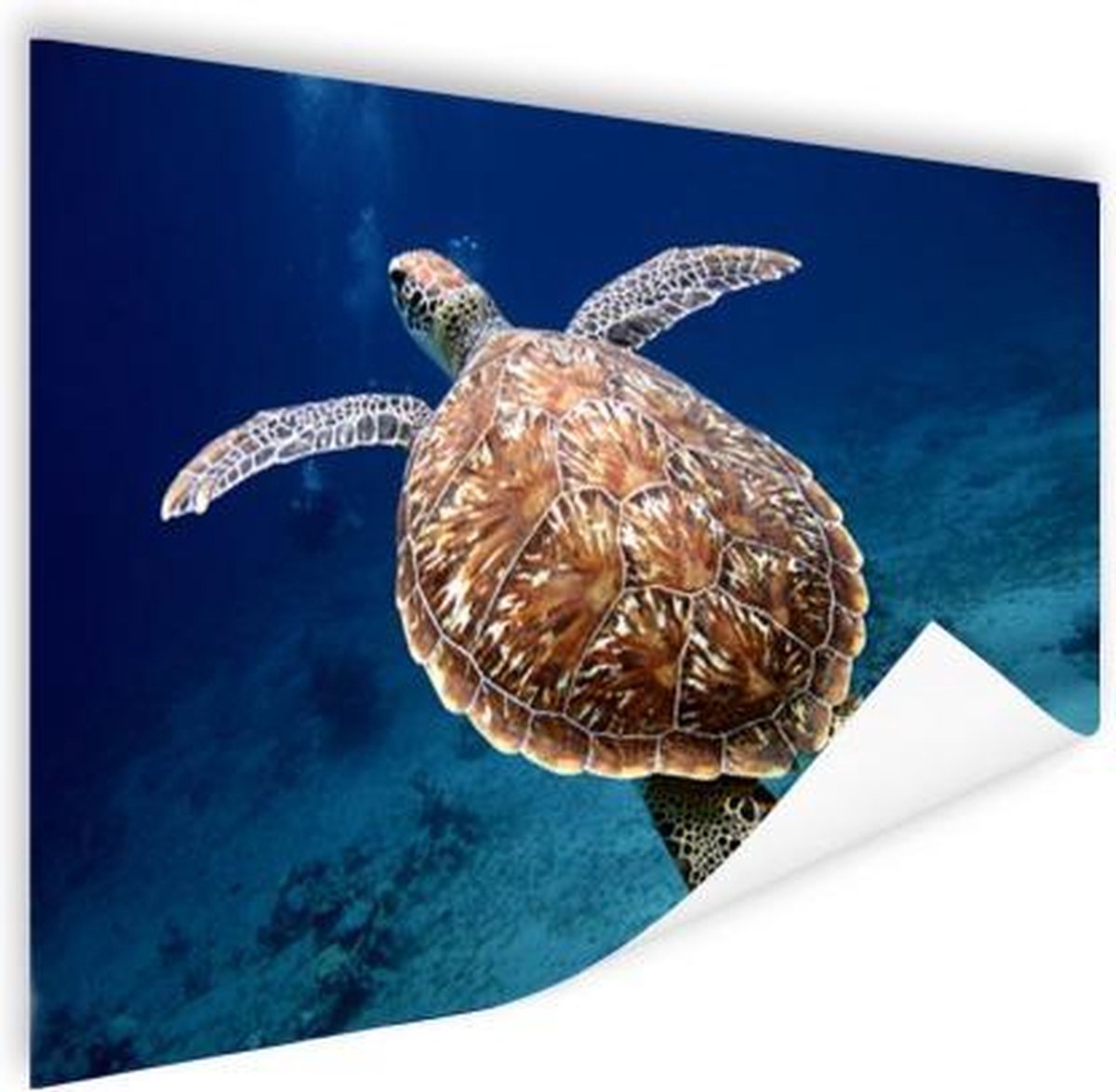 Poster Zeeschildpad fotoprint - 40x30 cm