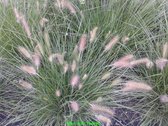 6 x Pennisetum alopecuroides -  Lampenpoetsersgras pot 9x9cm