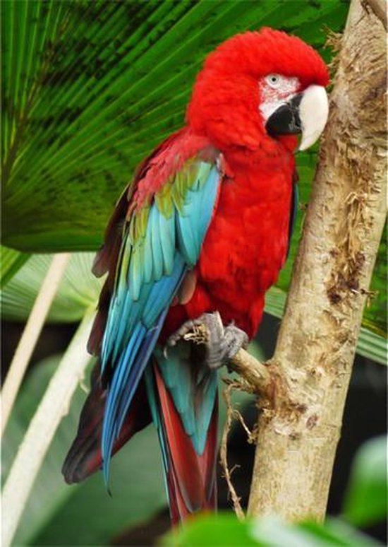 Grote A4 - papegaai | bol.com
