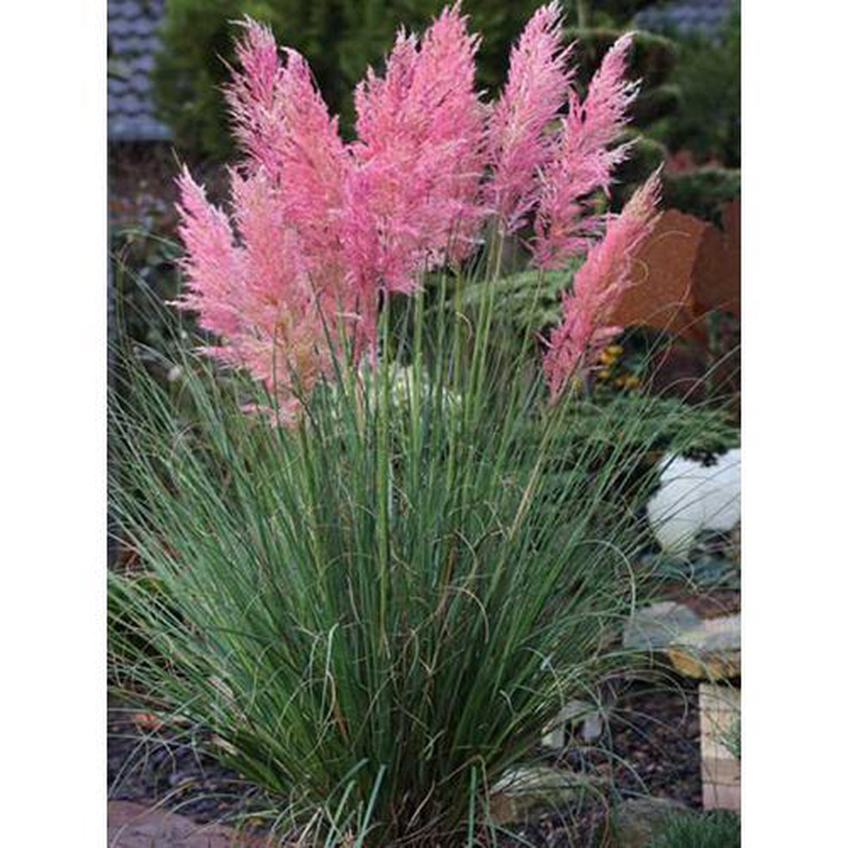 12x Cortaderia selloana Rosea Herbe de Pampa en pot 9x9cm — free download
