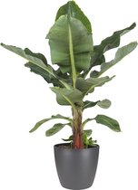 Kamerplant van Botanicly – Bananen plant incl. sierpot antraciet als set – Hoogte: 80 cm – Musa