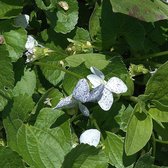 6 x Viola Sororia 'Freckles' - Viooltje Pot 9x9 cm - Blauwpaars Met Spikkels