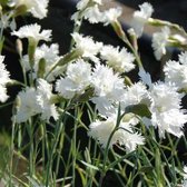 6 x Dianthus 'Haytor White' - Grasanjer Pot 9x9 cm - Witbloeiende Sierplant