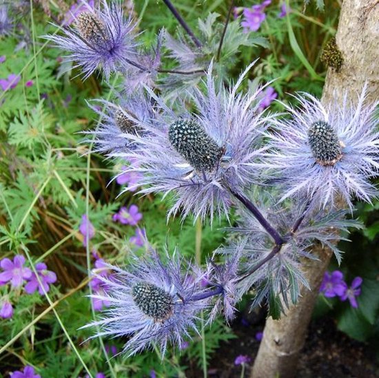 Eryngium Alpinum 'Blue Star' PictureThis