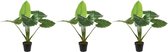 3x Groene Colocasia/taro kunstplanten 90 cm in zwarte pot - Kunstplanten/nepplanten