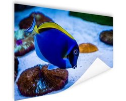 Poster Vis - Tropisch - Bodem - 120x80 cm