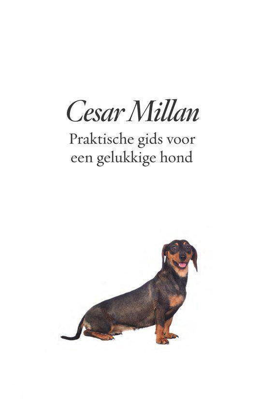 Een teckel met bruin en zwart haar, zittend, met een witte achtergrond.