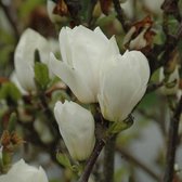 Magnolia Soulangiana 'Alba Superba' - Beverboom 50-60 cm pot