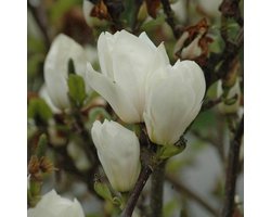 Magnolia Soulangiana 'Alba Superba' - Beverboom 50-60 cm pot