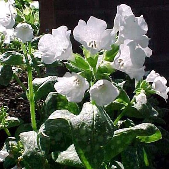 Foto: 6 x pulmonaria officinalis sissinghurst white longkruid pot 9x9cm witte bloemen groenbont blad schaduwplant