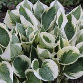 6 x Hosta 'Patriot' - Hartlelie pot 9x9 cm- Bontbladige Schaduwplant