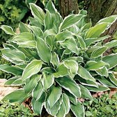 6 x Hosta 'Undulata Albomarginata' - Hartlelie pot 9x9cm - Bont blad