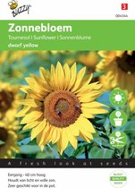 Buzzy® Helianthus annuus dwarf Yellow - Zonnebloem