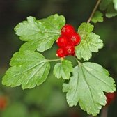 Ribes Alpinum - Alpenbes 50-60 cm pot