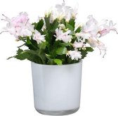 Witte Lidcactus Schlumbergera 13cm kwekeij pot. Huiskamer Kantoor Plant