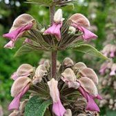 6 x Phlomis Samia - Brandkruid pot 9x9 cm - Paarse bloemen, wintergroen