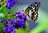 Tuinposter Vlinder