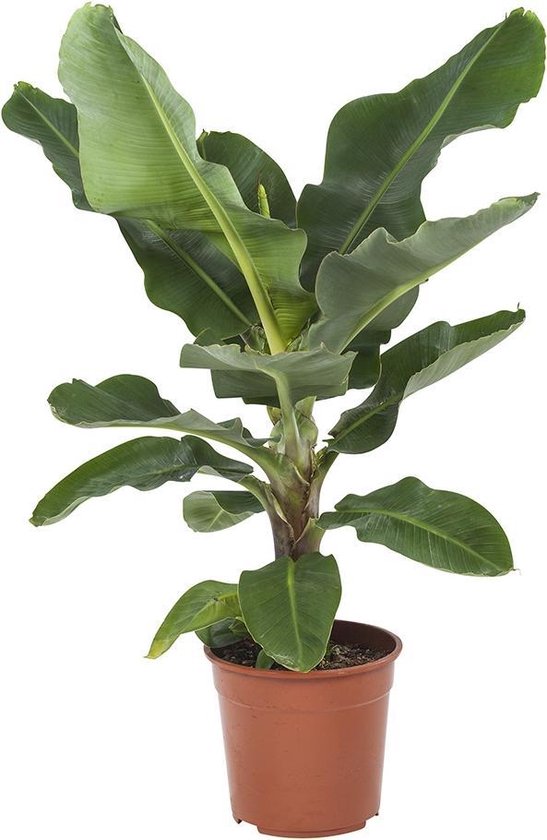 Bananenplant Musa
