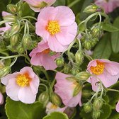 6 x Helianthemum 'Lawrenson's Pink' - Zonneroosje Pot 9x9 cm - Roze Bloeiende Zonminnaar