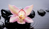 Tuinposter - Roze bloem op zwarte steen