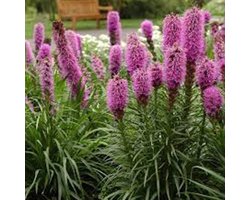 6 x Liatris Spicata - Lampepoetser pot 9x9cm