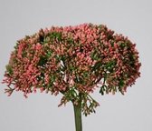 Anijsplant - roze - topkwaliteit - 69cm