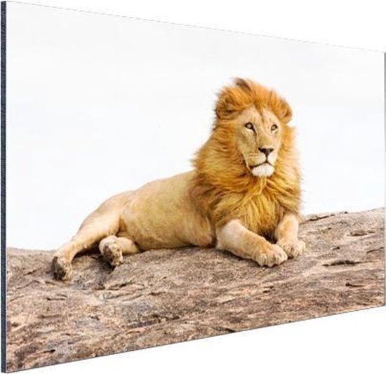 Lion inclinable Aluminium 30x20 cm - petit - Tirage photo sur aluminium (décoration murale métal)