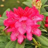 Rhododendron 'Sneezy' - 25-30 cm in pot: Kleine, helderrode bloemen, ideaal voor voorrandbeplanting.