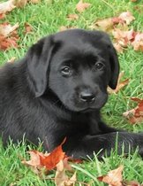 Black Labrador Puppy Notebook