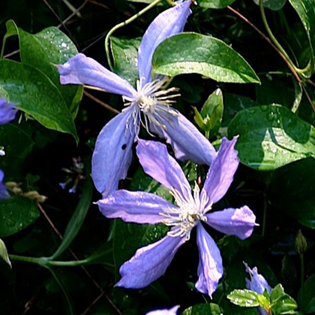Clematis 'Arabella' - Bosrank 50-60 cm in pot