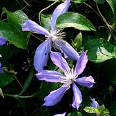 Clematis 'Arabella' - Bosrank 50-60 cm in pot