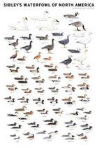 Sibley's Waterfowl of North America