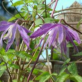 Clematis 'Jan Lindmark' - Bosrank 50-60 cm in pot