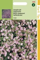 Hortitops Zaden - Saponaria Ocymoides (Zeepkruid) Rose