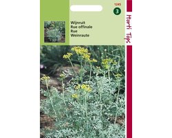 Hortitops Zaden - Wijnruit