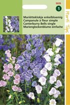 Hortitops Seeds - Campanula Moyenne Fleur Simple Mixte