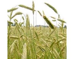 Groenbemester Winterrogge Admiraal 1000 Gram Buzzy Seeds