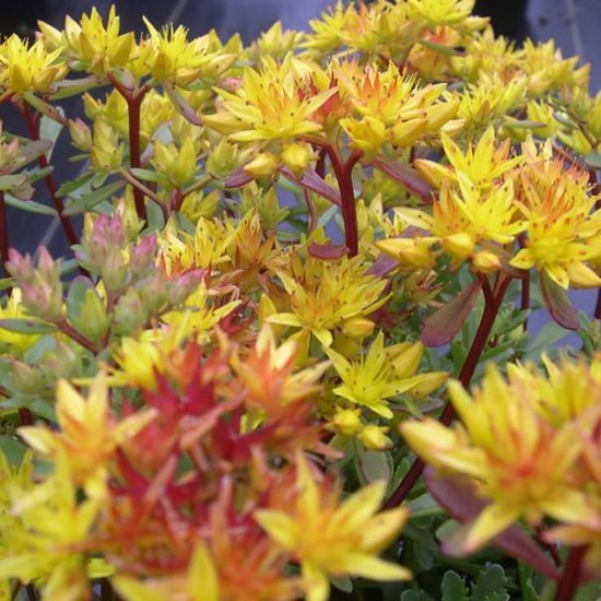 Veel kleine gele bloemen met rode kernen op een Sedum plant met rode stelen.