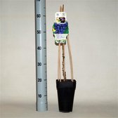 Blauwe druif - Vitis Rembrandt - druivenplant - druivenstruik - eigen fruit kweken - Potmaat ø15 - planthoogte 65cm - winterhard