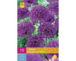 Jub Holland - bloembollen - Allium/Sierui Purple Sensation - maat 10/12 - 15 stuks