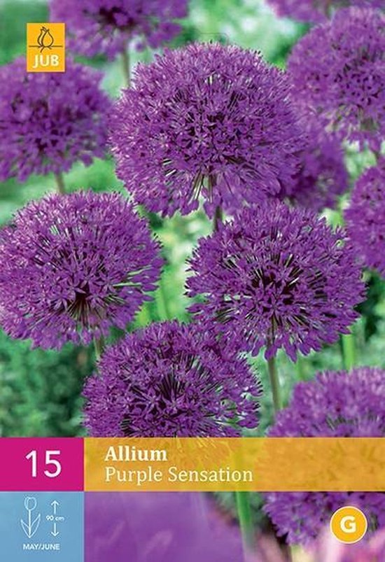 Jub Holland - bloembollen - Allium/Sierui Purple Sensation - maat 10/12 - 15 stuks