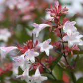 Abelia Grandiflora - Abelia 25-30 cm in pot