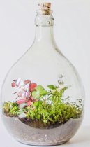 Ecosysteem in fles 15 liter