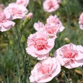 6 x Dianthus 'Doris' - Grasanjer pot 9x9 cm- Roze Bloeiende Vaste Plant